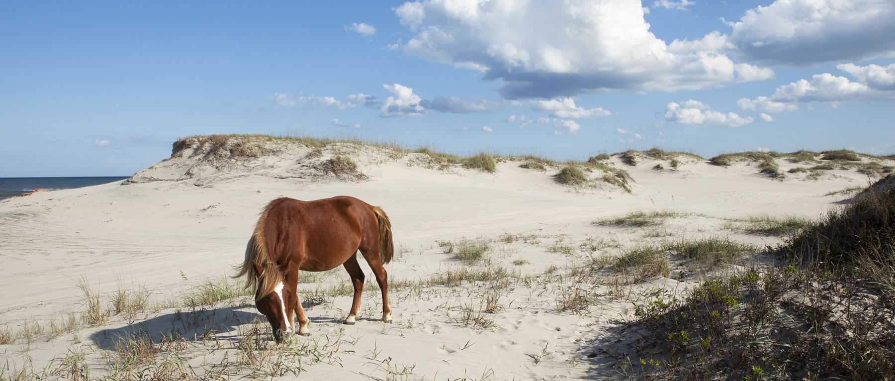 See Wild Horses Roam Free on the North Carolina Coast